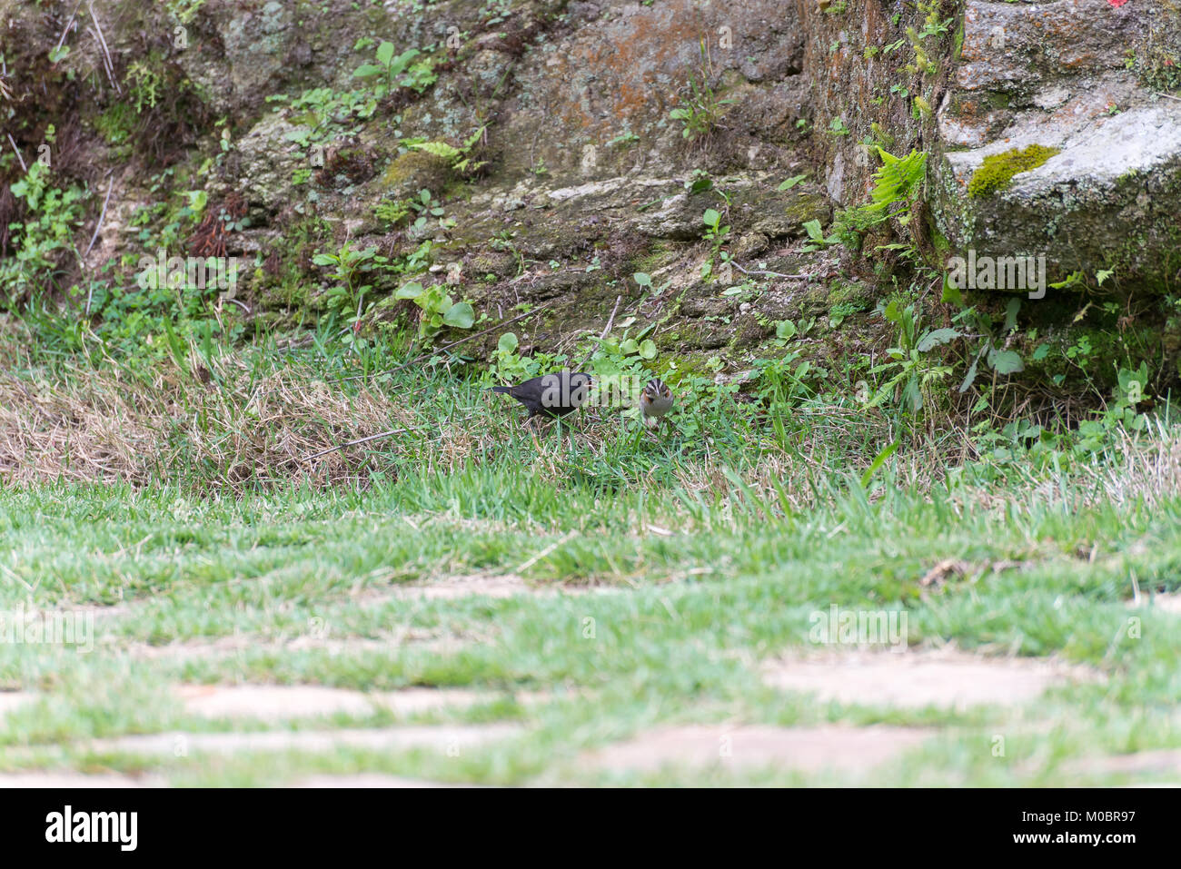 Le vacher luisant parasitant le collier sparrow sur le terrain Banque D'Images