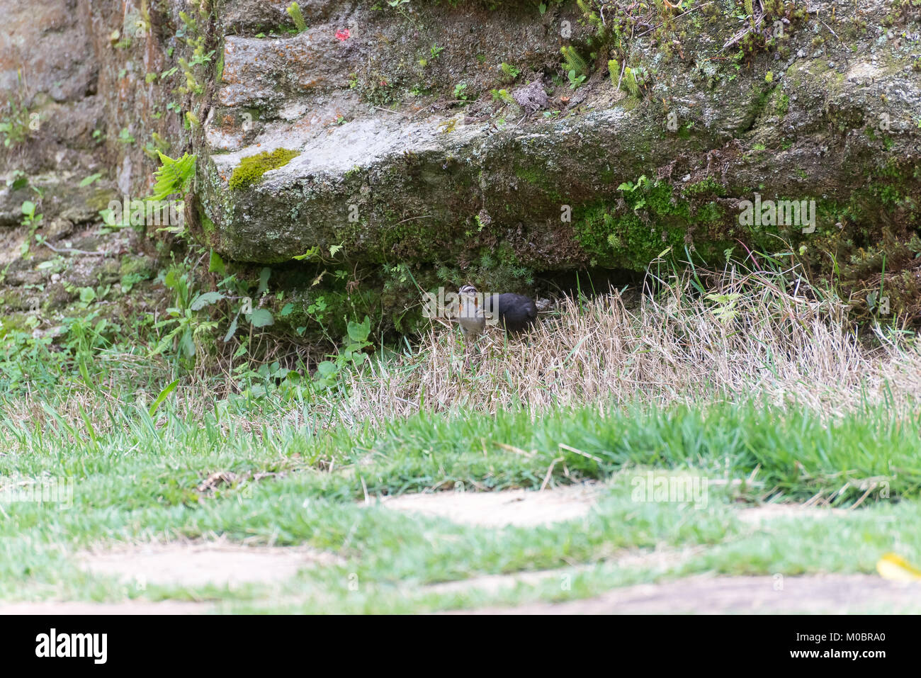 Le vacher luisant parasitant le collier sparrow sur le terrain Banque D'Images