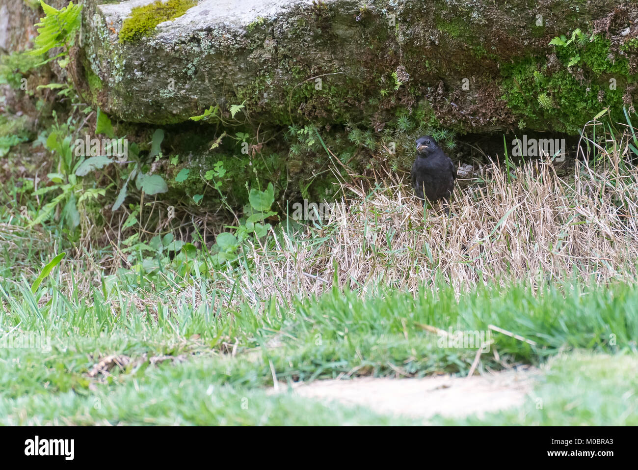 Vacher luisant mâle sur le terrain par le nid Banque D'Images
