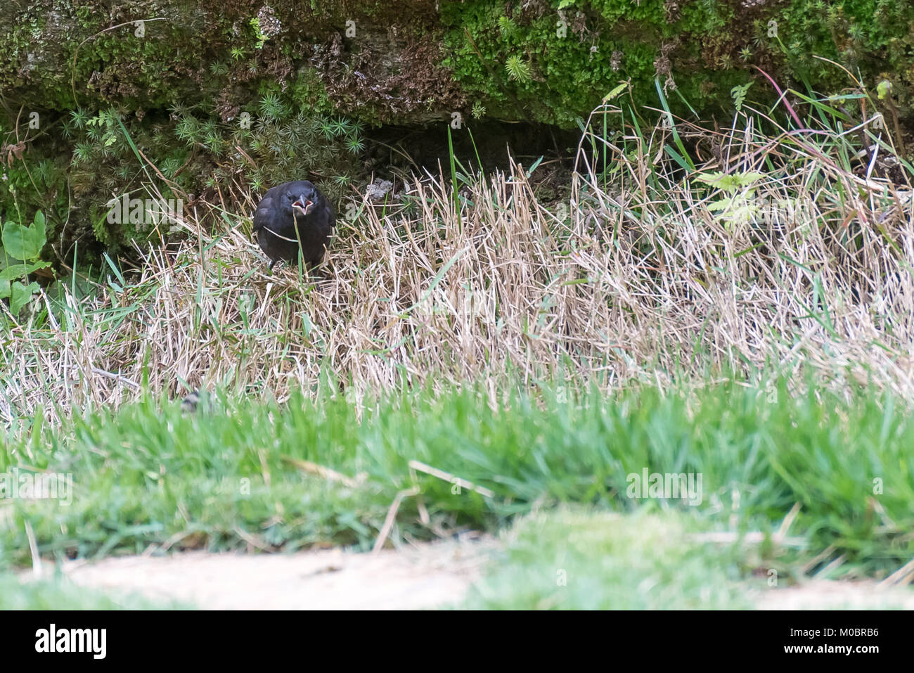 Vacher luisant mâle sur le terrain par le nid Banque D'Images