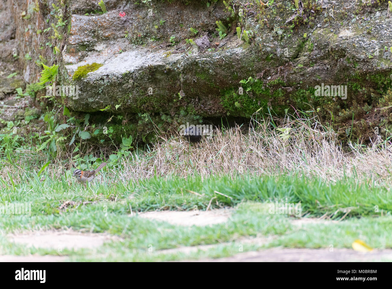 Le vacher luisant parasitant le collier sparrow sur le terrain Banque D'Images