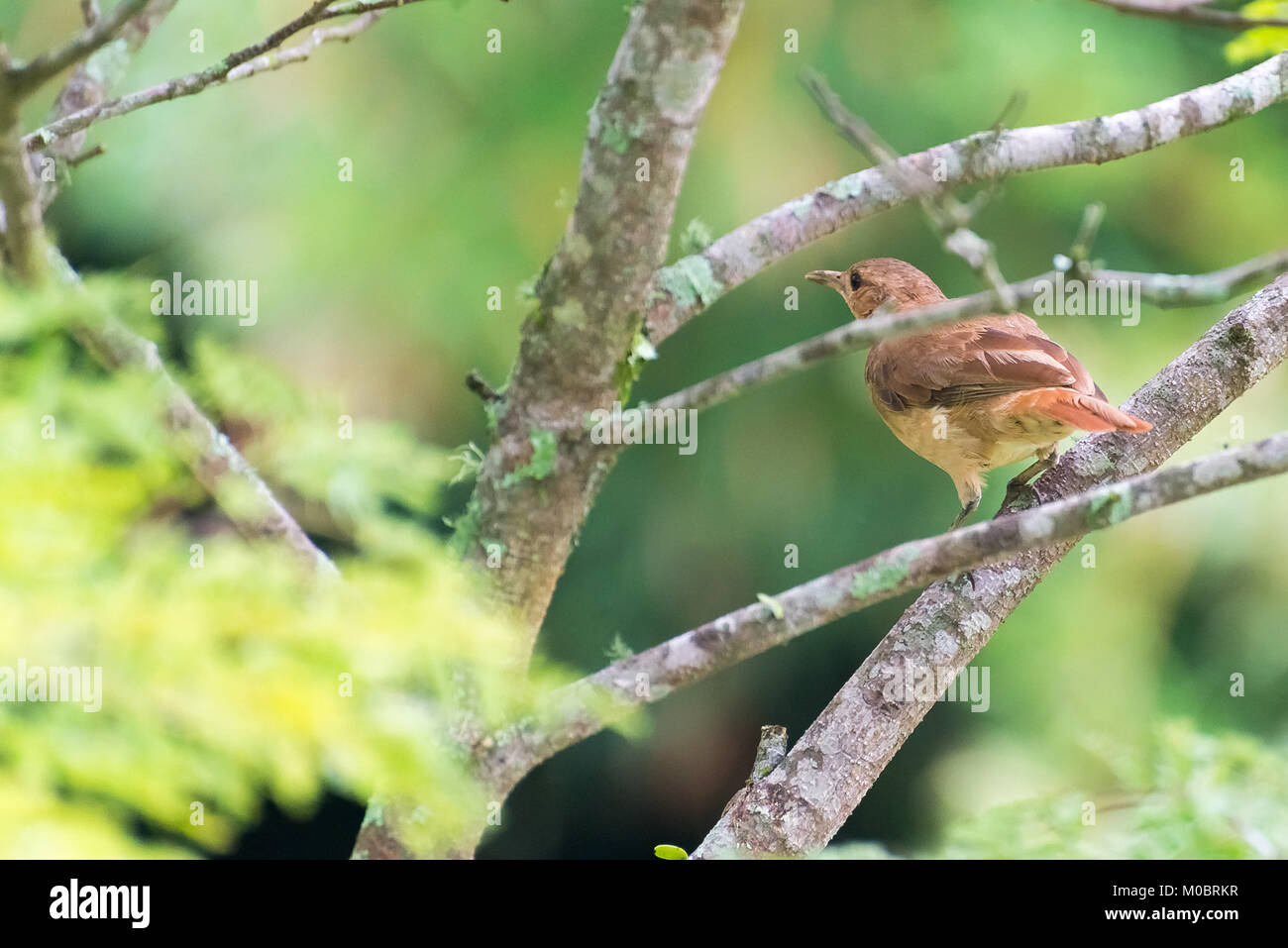 Roux brun hornero oiseau brun perché sur la branche d'arbre Banque D'Images