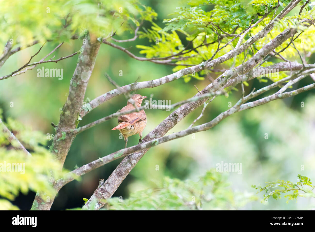 Roux brun hornero oiseau brun perché sur la branche d'arbre Banque D'Images