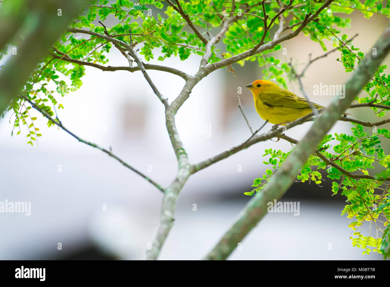 Close up of serin des canaries oiseau perché sur l'arbre dans la nature Banque D'Images