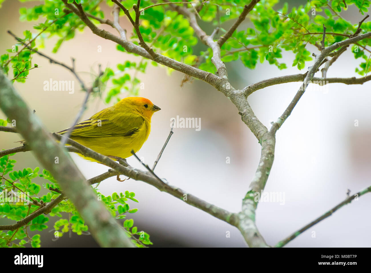Close up of serin des canaries oiseau perché sur l'arbre dans la nature Banque D'Images