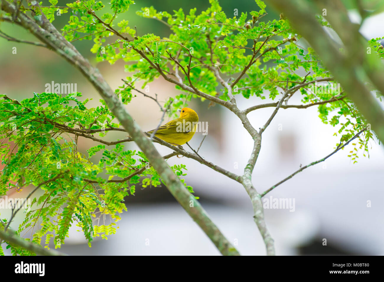 Secteur de l'île des hommes posant sur une branche d'arbre dans la nature Banque D'Images