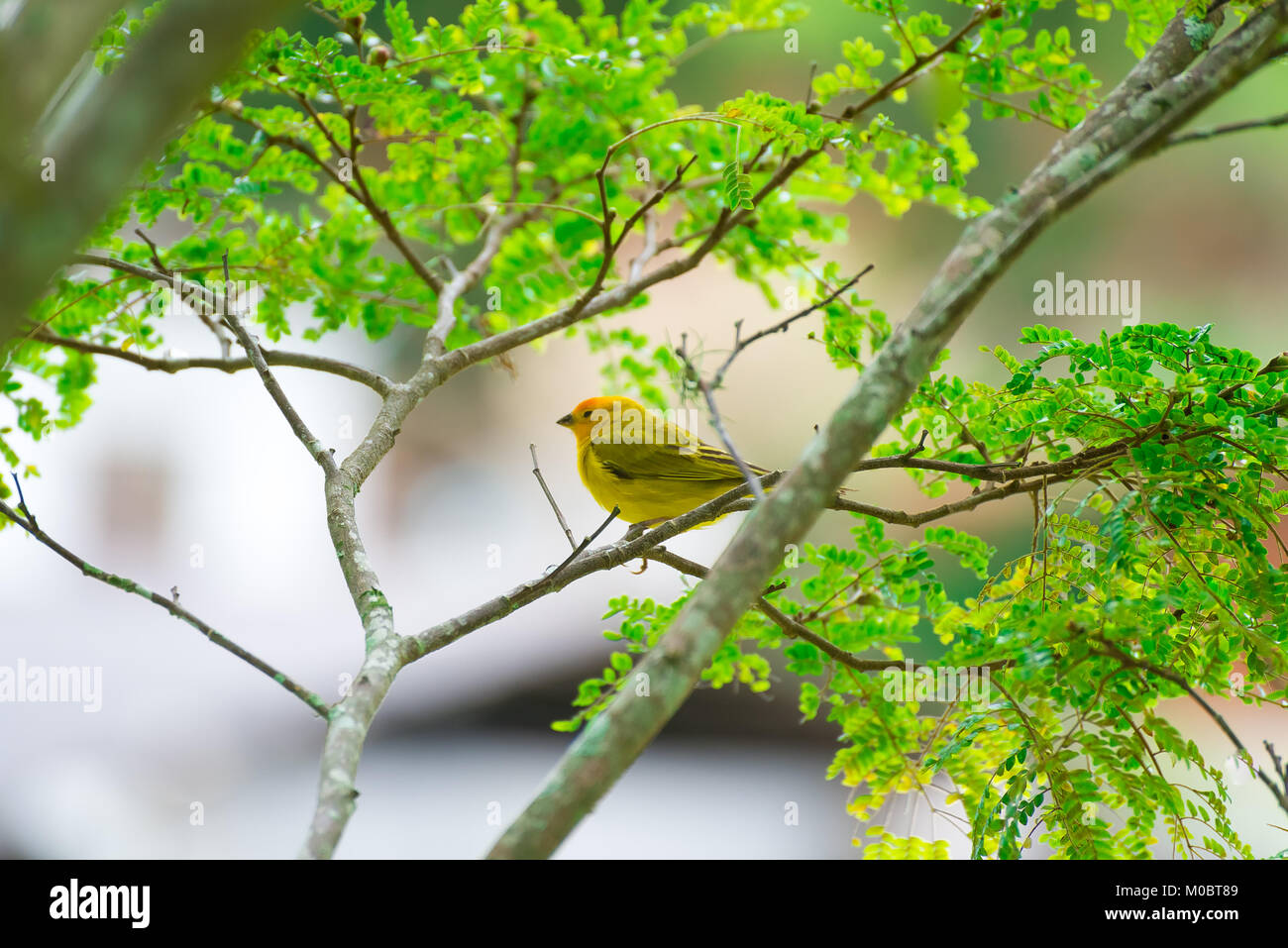 Close up of serin des canaries oiseau perché sur l'arbre dans la nature Banque D'Images