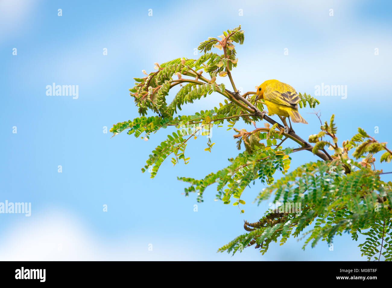 Secteur de l'île des hommes posant sur une branche d'arbre dans la nature Banque D'Images
