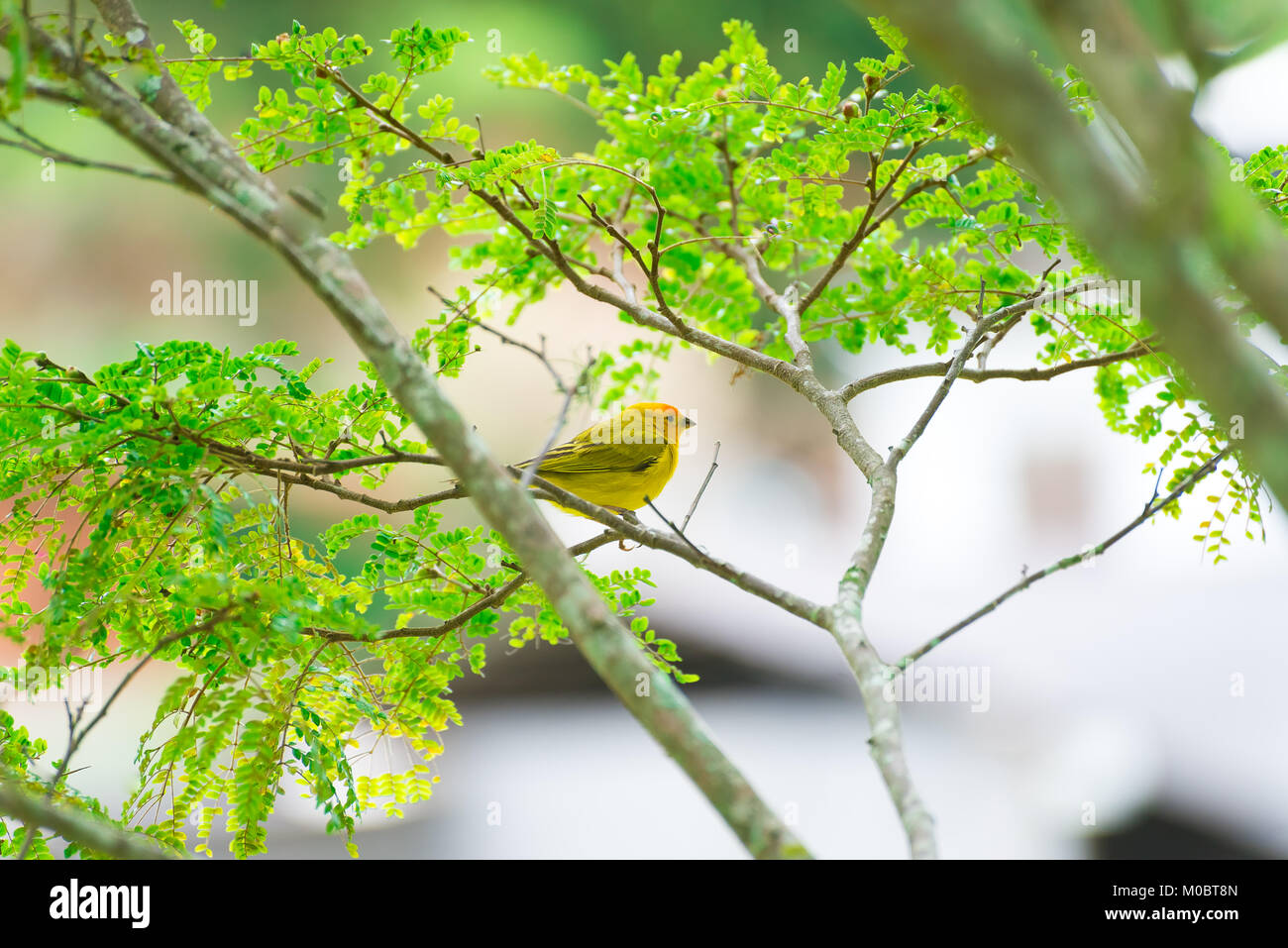 Secteur de l'île des hommes posant sur une branche d'arbre dans la nature Banque D'Images
