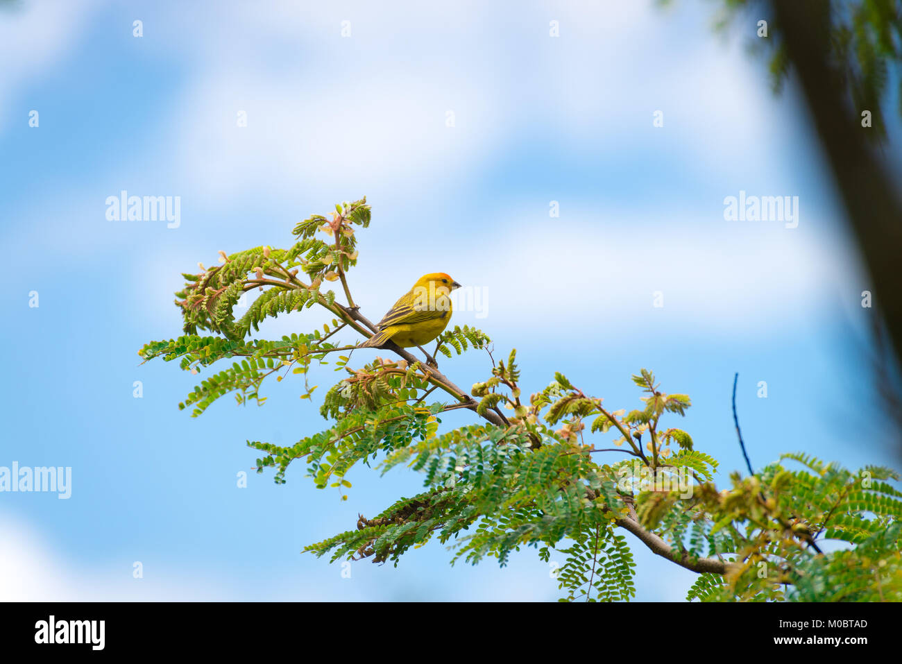 Secteur de l'île des hommes posant sur une branche d'arbre dans la nature Banque D'Images
