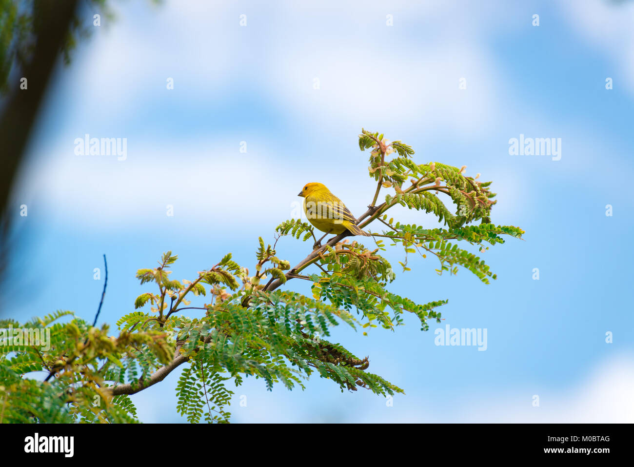 Secteur de l'île des hommes posant sur une branche d'arbre dans la nature Banque D'Images