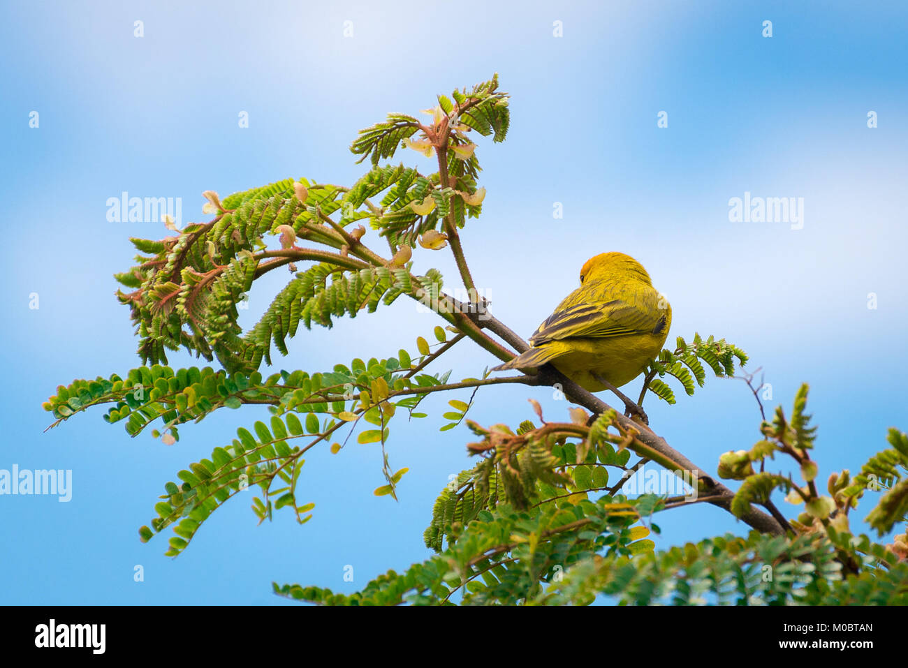 Close up of serin des canaries oiseau perché sur l'arbre dans la nature Banque D'Images