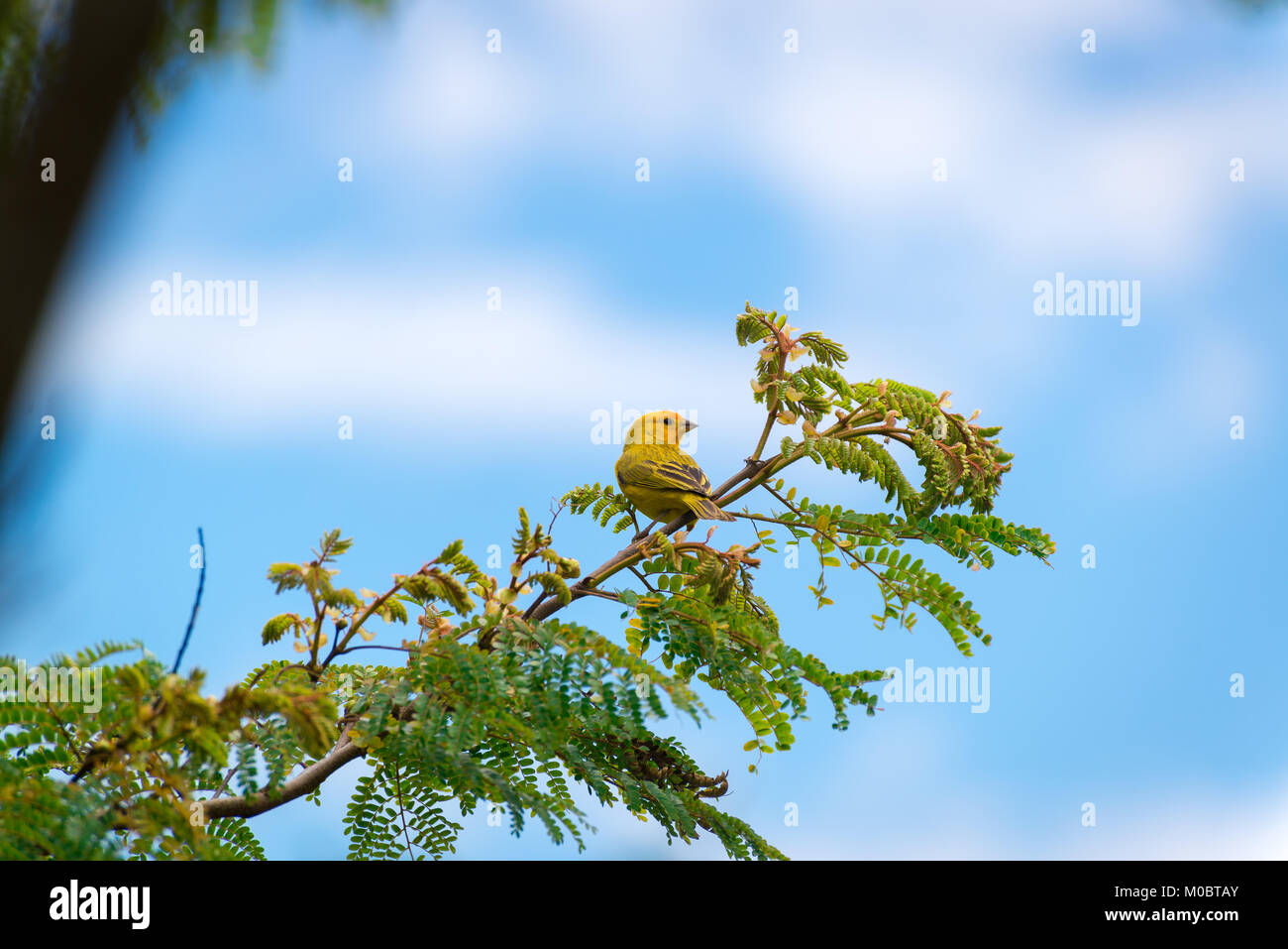 Secteur de l'île des hommes posant sur une branche d'arbre dans la nature Banque D'Images