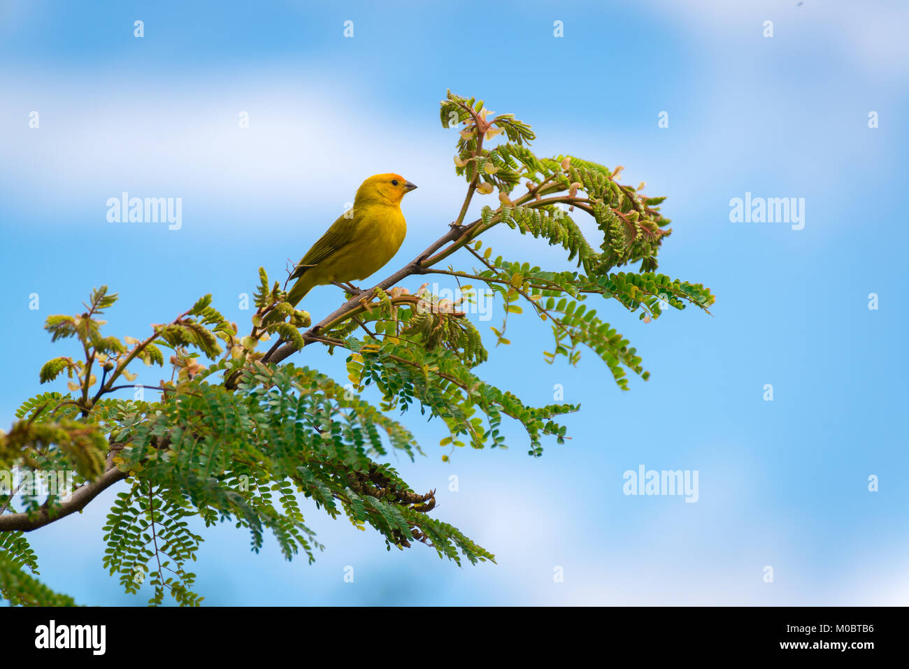Secteur de l'île des hommes posant sur une branche d'arbre dans la nature Banque D'Images