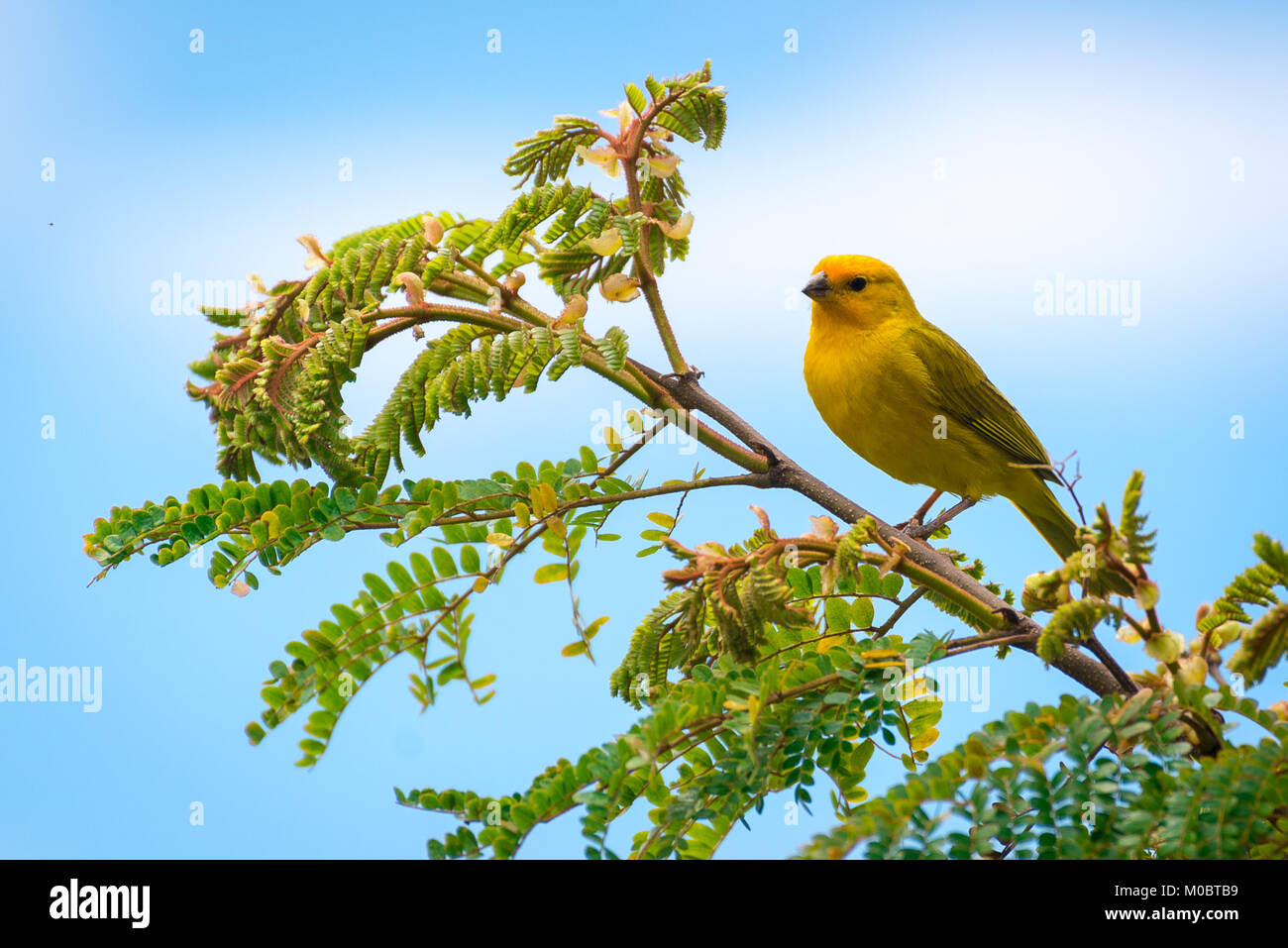 Close up of serin des canaries oiseau perché sur l'arbre dans la nature Banque D'Images