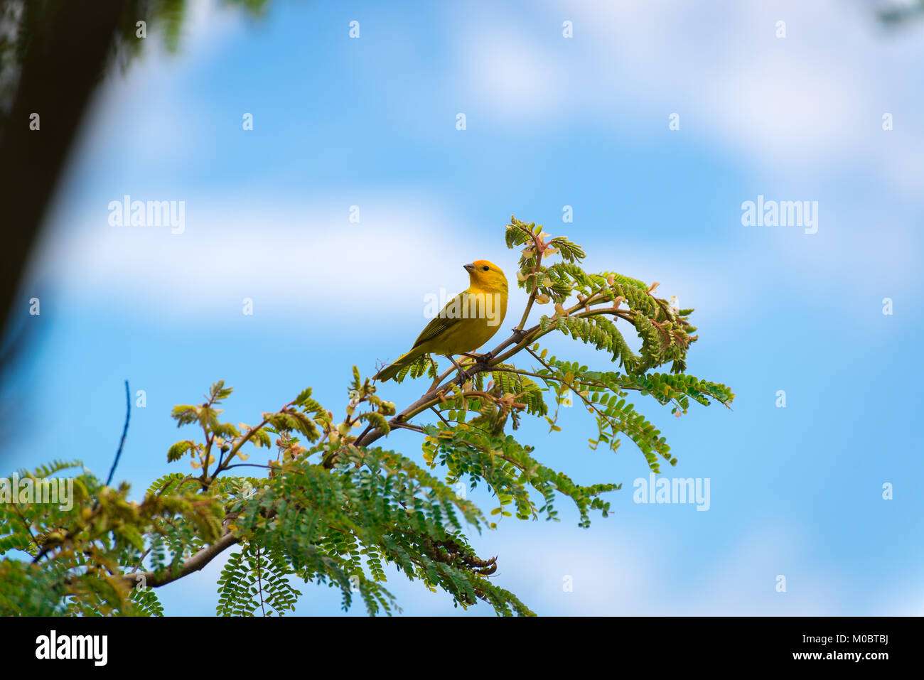Secteur de l'île des hommes posant sur une branche d'arbre dans la nature Banque D'Images