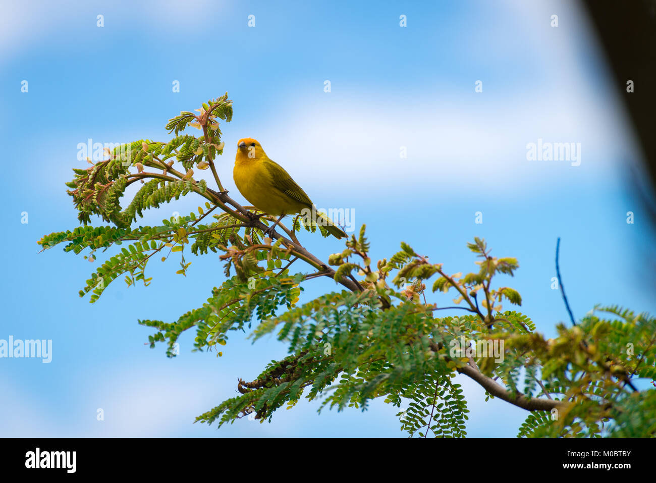 Close up of serin des canaries oiseau perché sur l'arbre dans la nature Banque D'Images