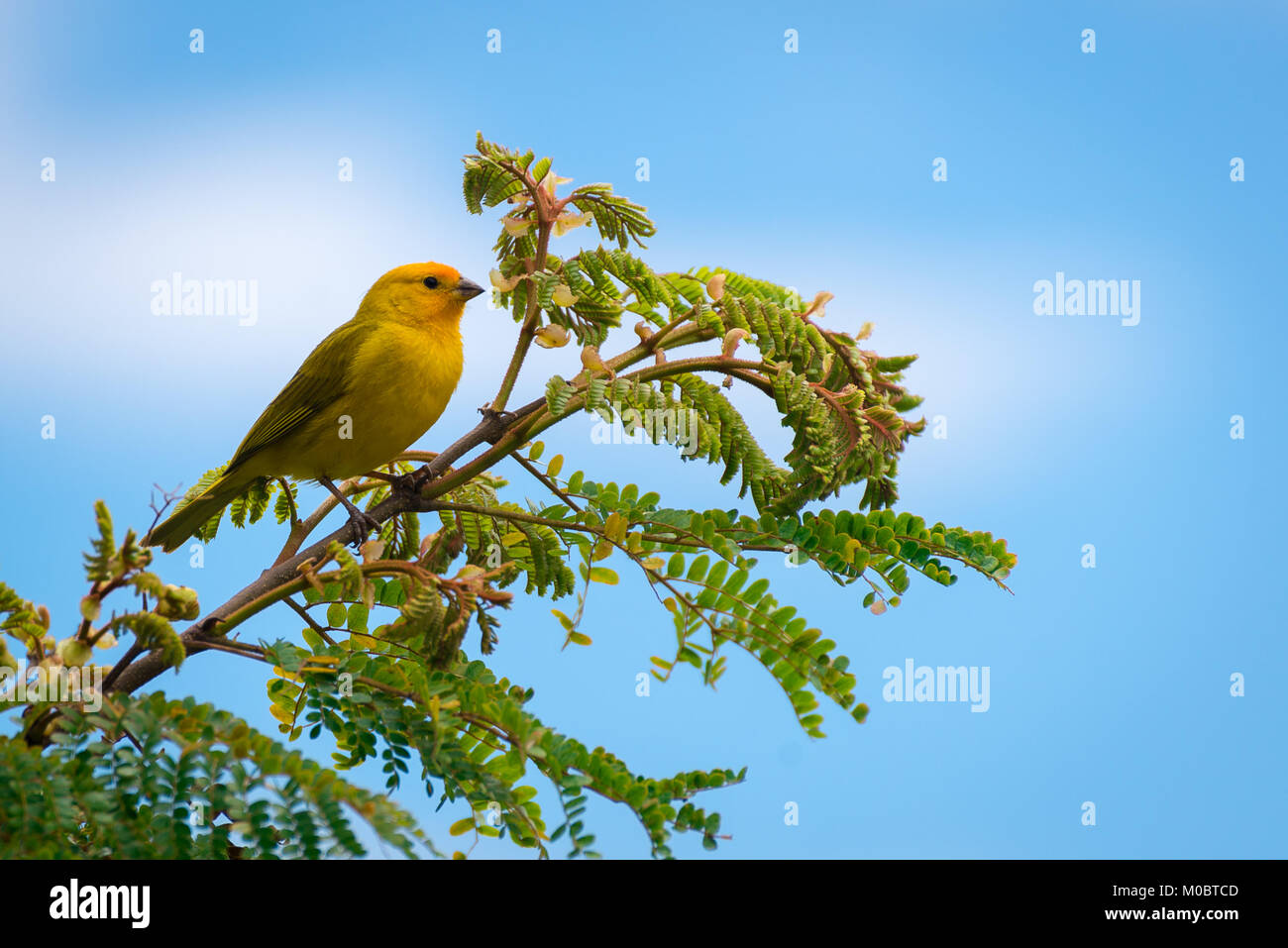 Close up of serin des canaries oiseau perché sur l'arbre dans la nature Banque D'Images
