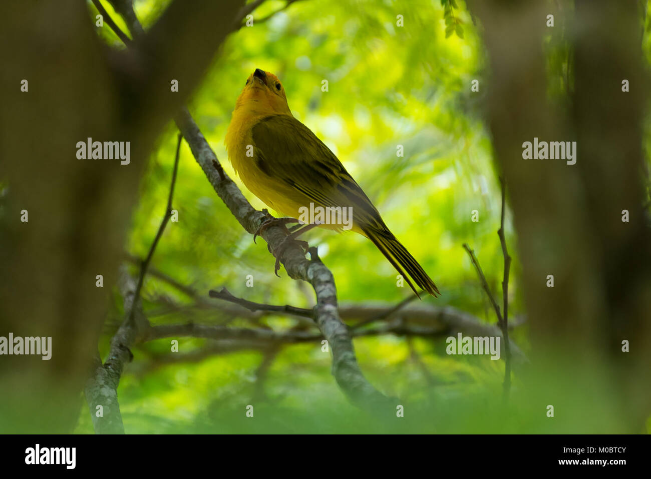 Close up of serin des canaries oiseau perché sur l'arbre dans la nature Banque D'Images