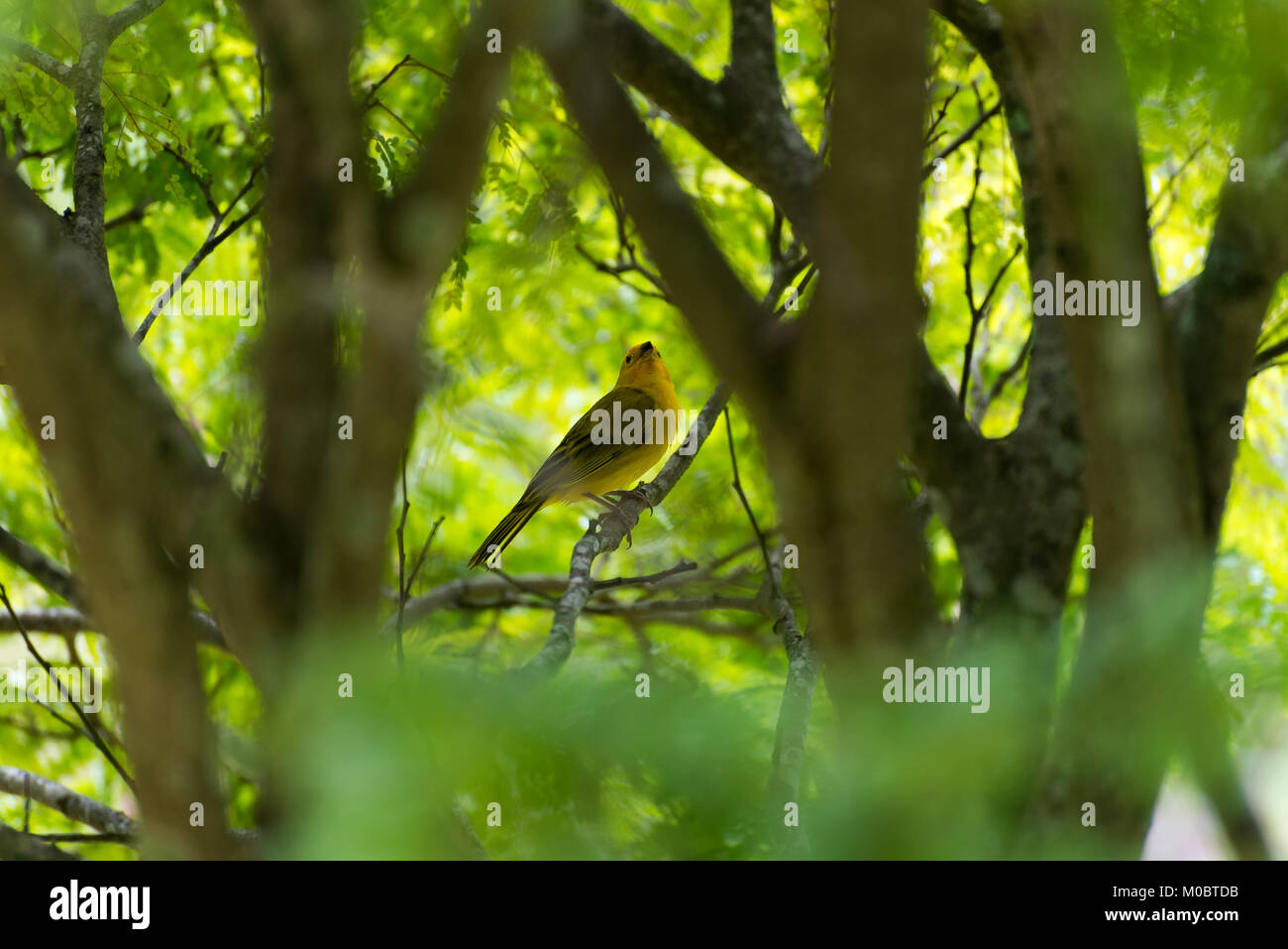 Secteur de l'île des hommes posant sur une branche d'arbre dans la nature Banque D'Images