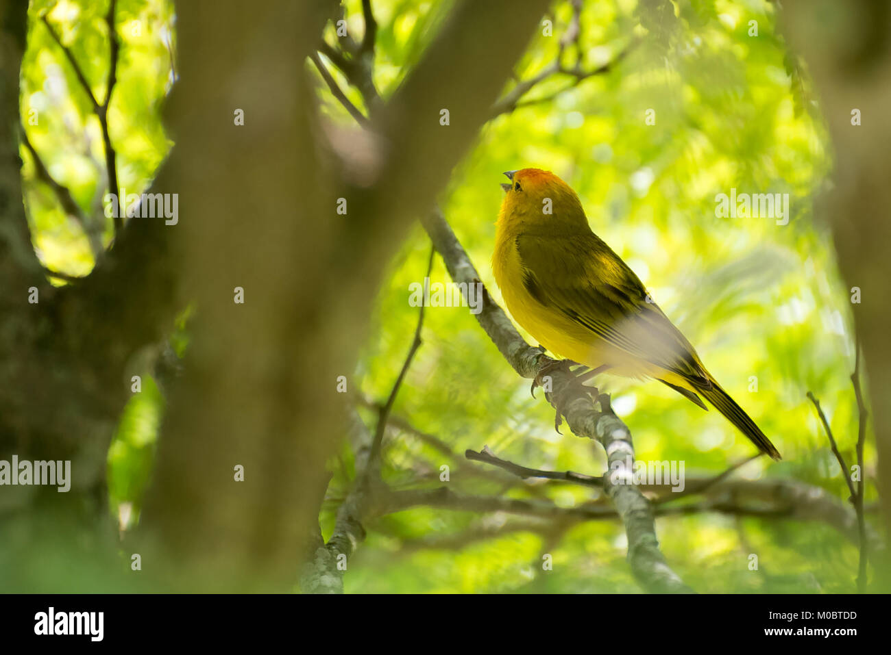 Close up of serin des canaries oiseau perché sur l'arbre dans la nature Banque D'Images