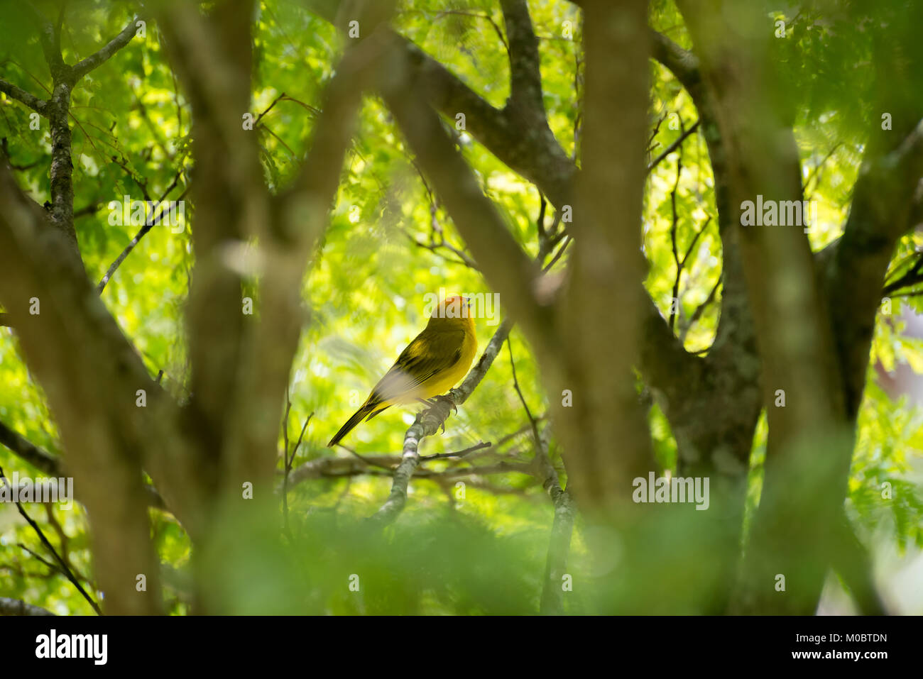 Secteur de l'île des hommes posant sur une branche d'arbre dans la nature Banque D'Images
