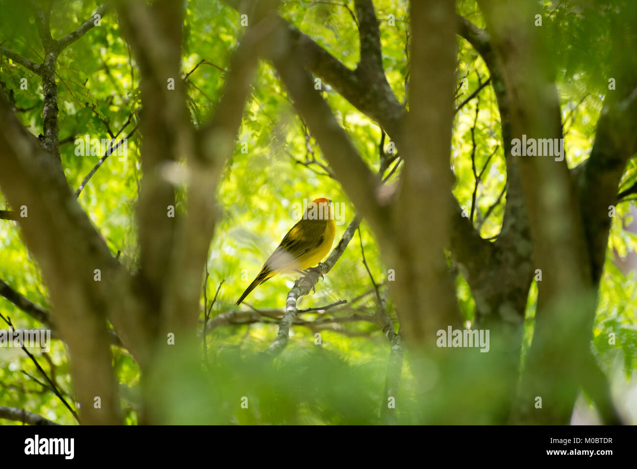 Secteur de l'île des hommes posant sur une branche d'arbre dans la nature Banque D'Images