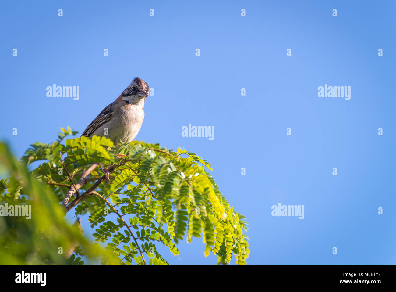 Un collier roux sparrow posant sur une branche d'arbre Banque D'Images