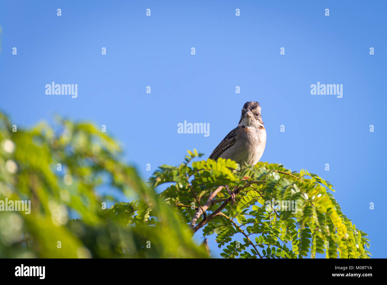 Un collier roux sparrow posant sur une branche d'arbre Banque D'Images