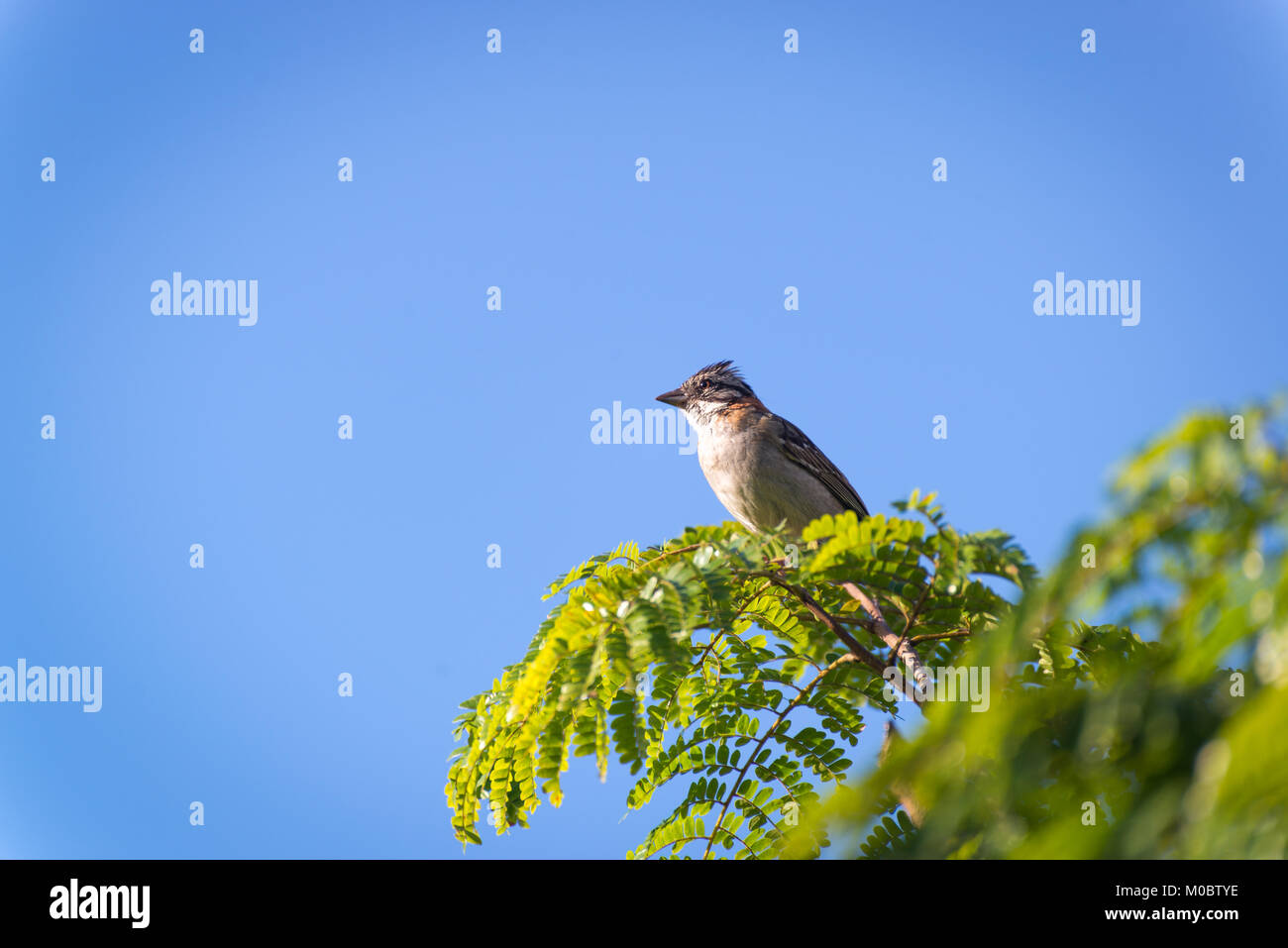Un collier roux sparrow posant sur une branche d'arbre Banque D'Images