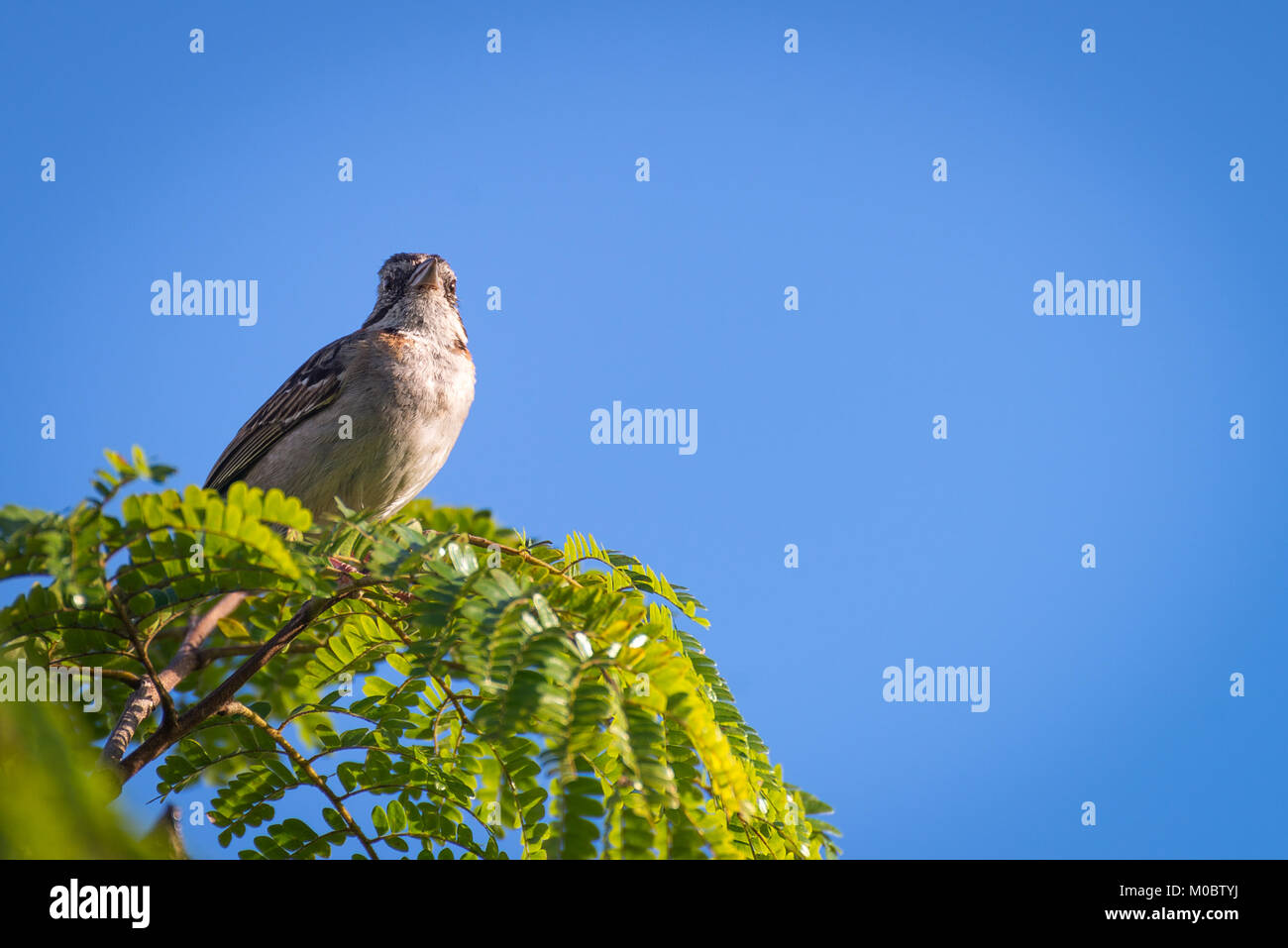 Un collier roux sparrow posant sur une branche d'arbre Banque D'Images