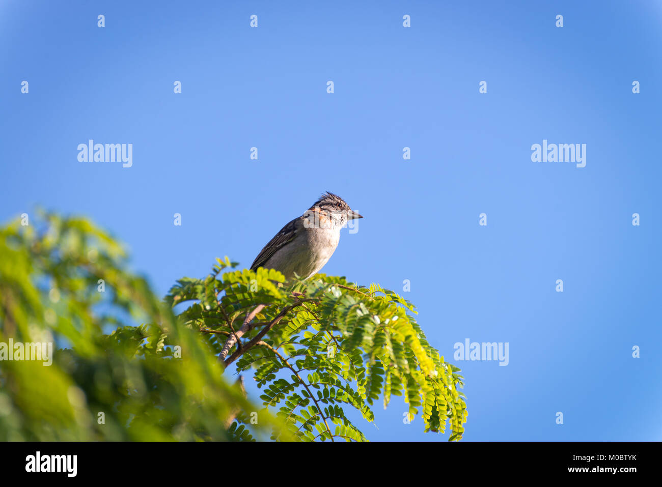 Un collier roux sparrow posant sur une branche d'arbre Banque D'Images