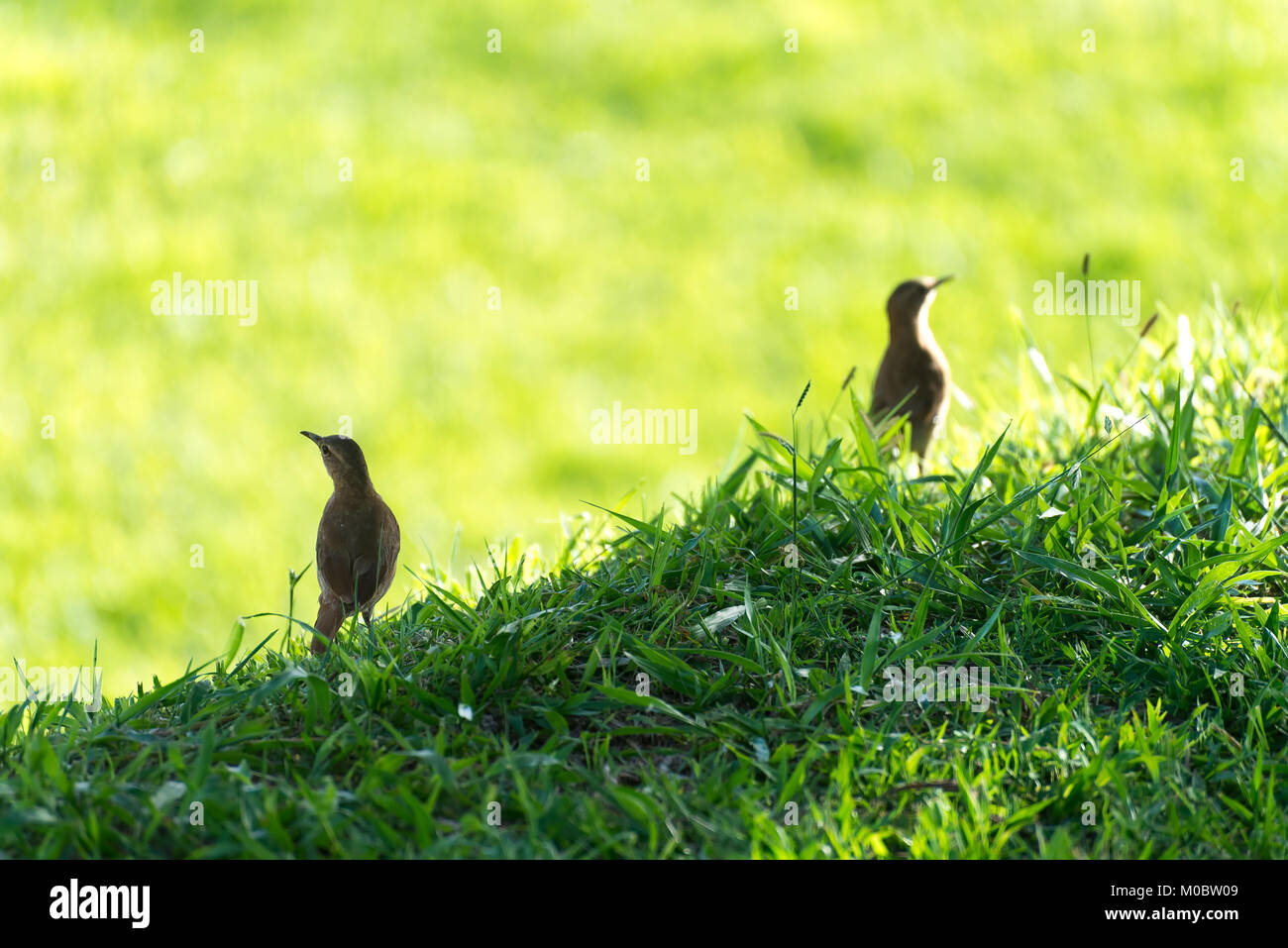 Couple de bruant hornero oiseau brun sur le terrain dans la nature Banque D'Images