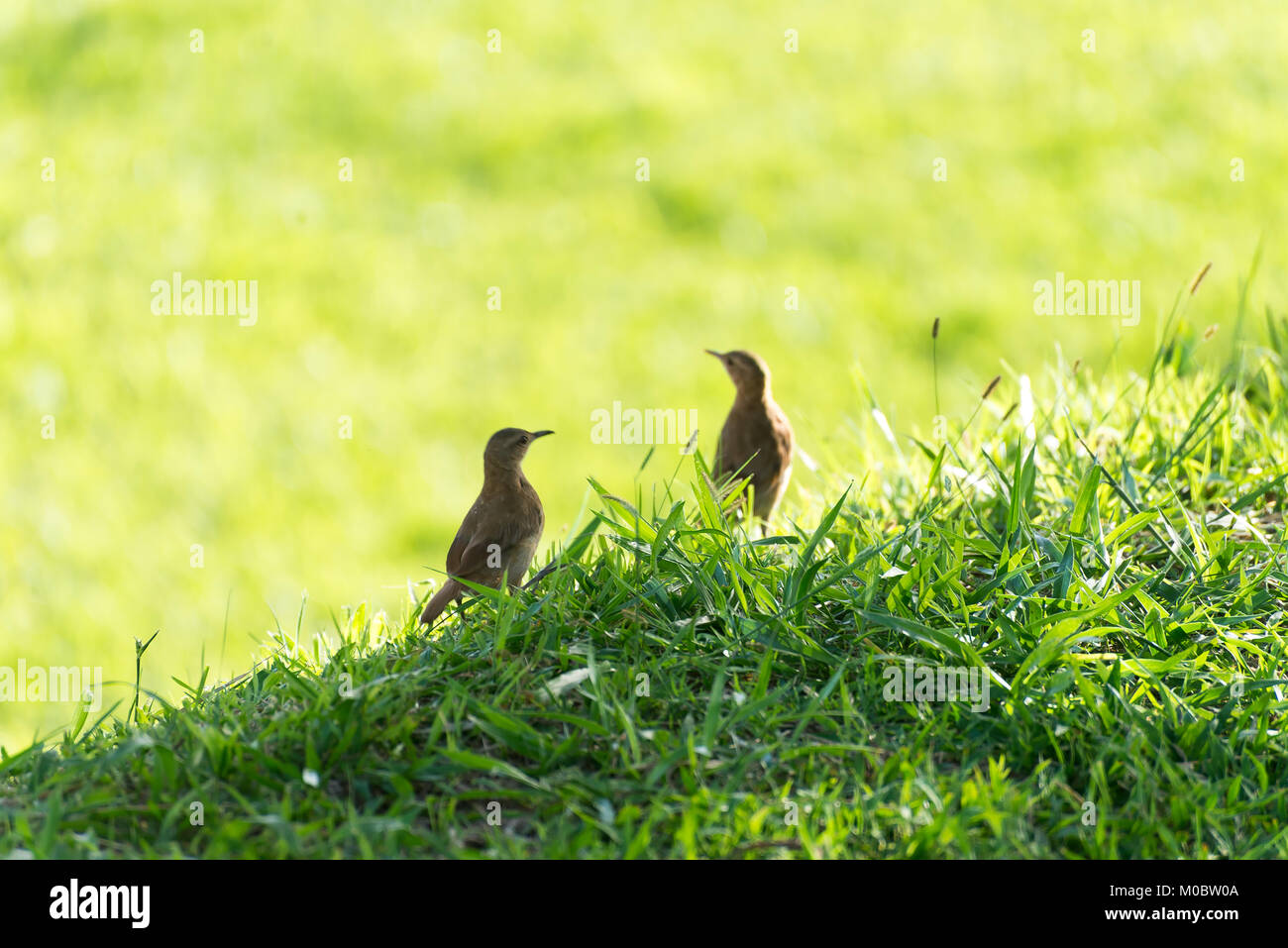Couple de bruant hornero oiseau brun sur le terrain dans la nature Banque D'Images