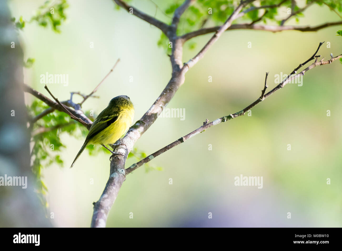 L'arrière de la tête gris-tody posant sur une branche d'arbre Banque D'Images
