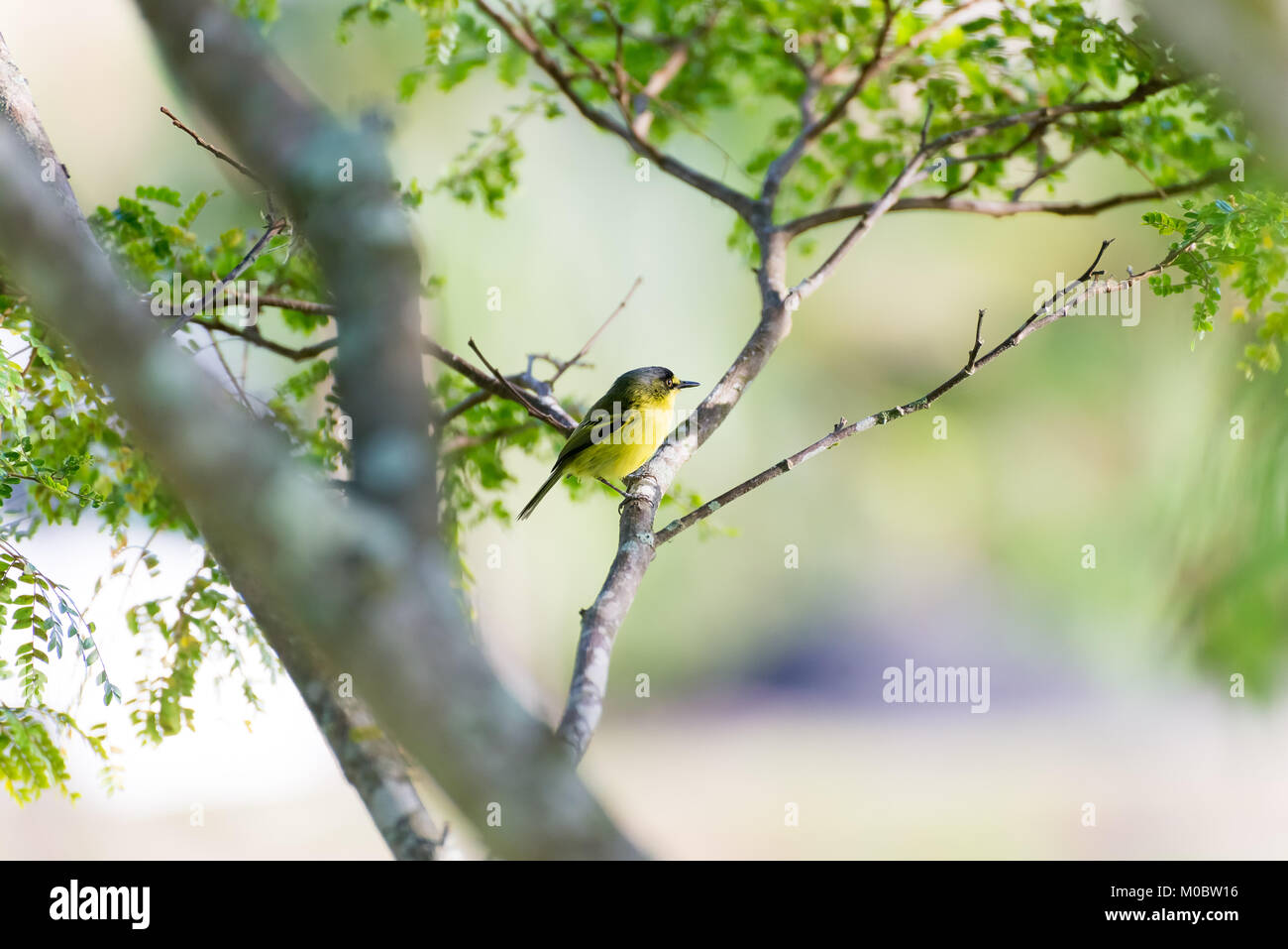 Todier à tête grise moucherolle à poser sur une branche d'arbre dans la nature Banque D'Images