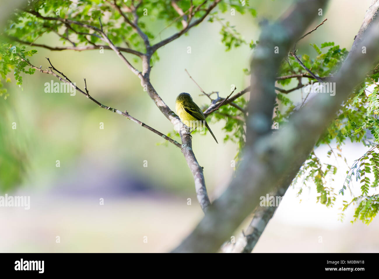 L'arrière de la tête gris-tody posant sur une branche d'arbre Banque D'Images