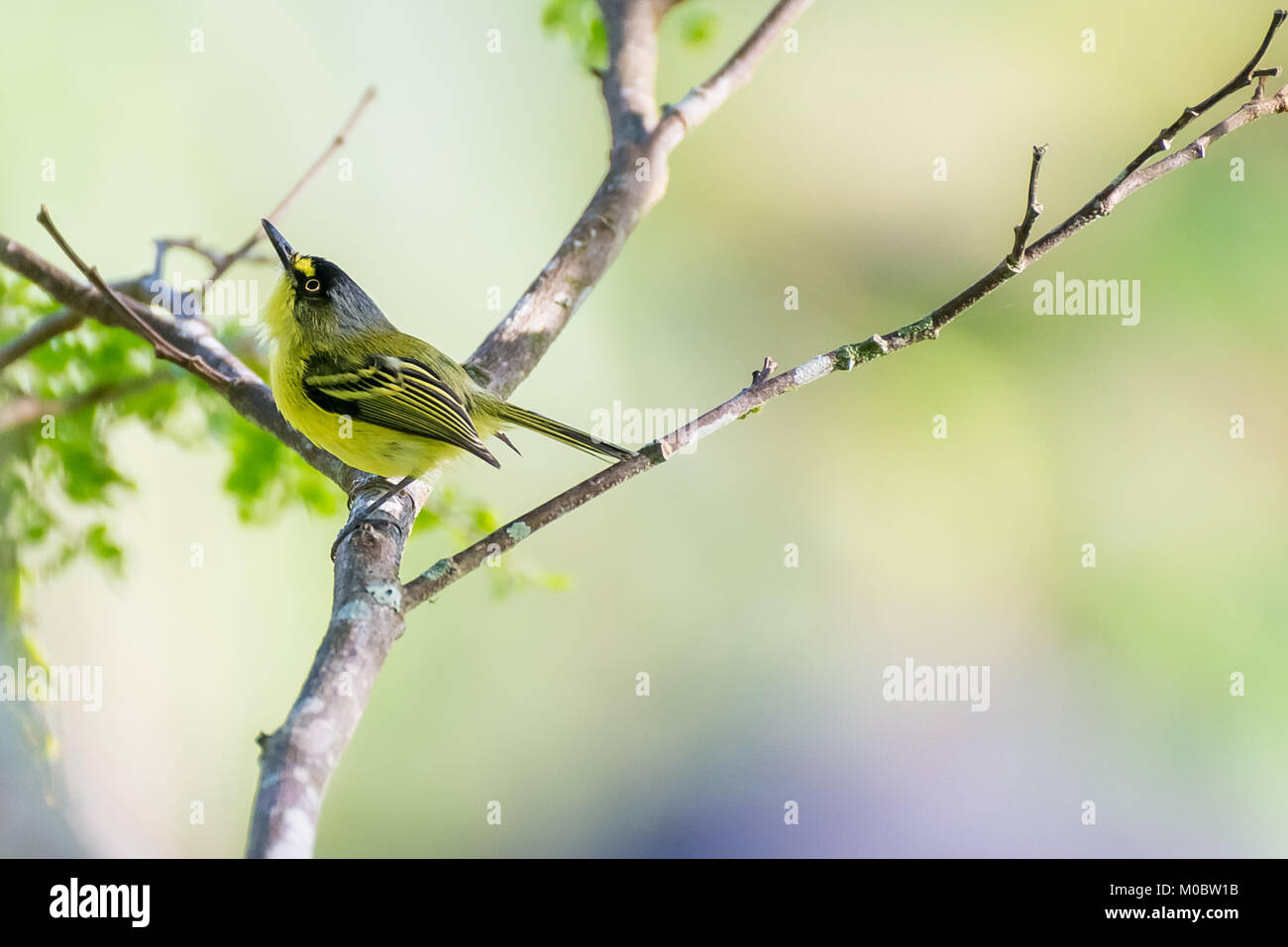 Close up of yellow-lored tody-huppé oiseau perché dans la nature Banque D'Images