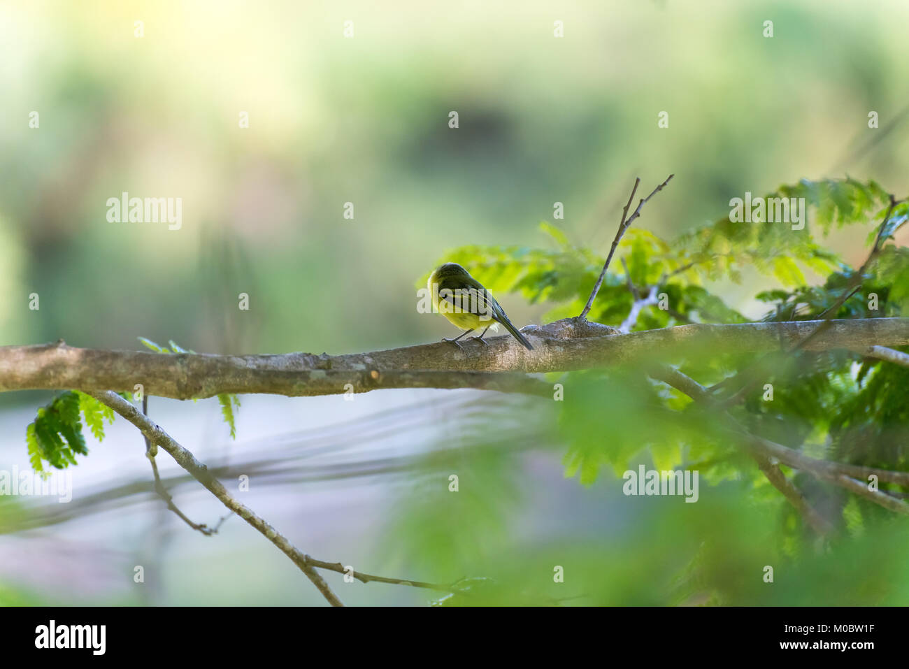 L'arrière de la tête gris-tody posant sur une branche d'arbre Banque D'Images