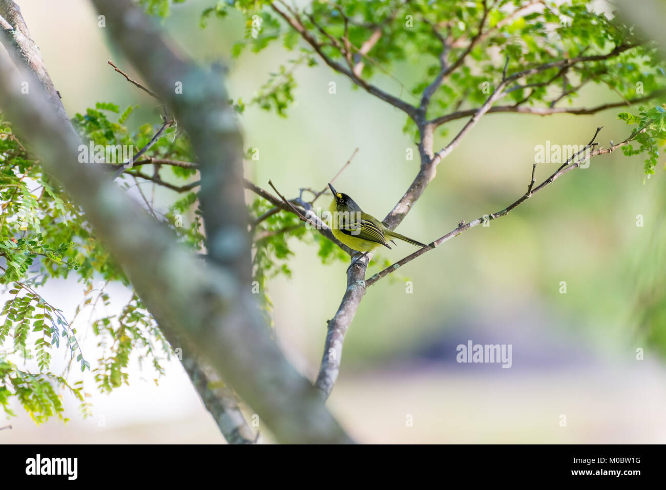 Todier à tête grise moucherolle à poser sur une branche d'arbre dans la nature Banque D'Images