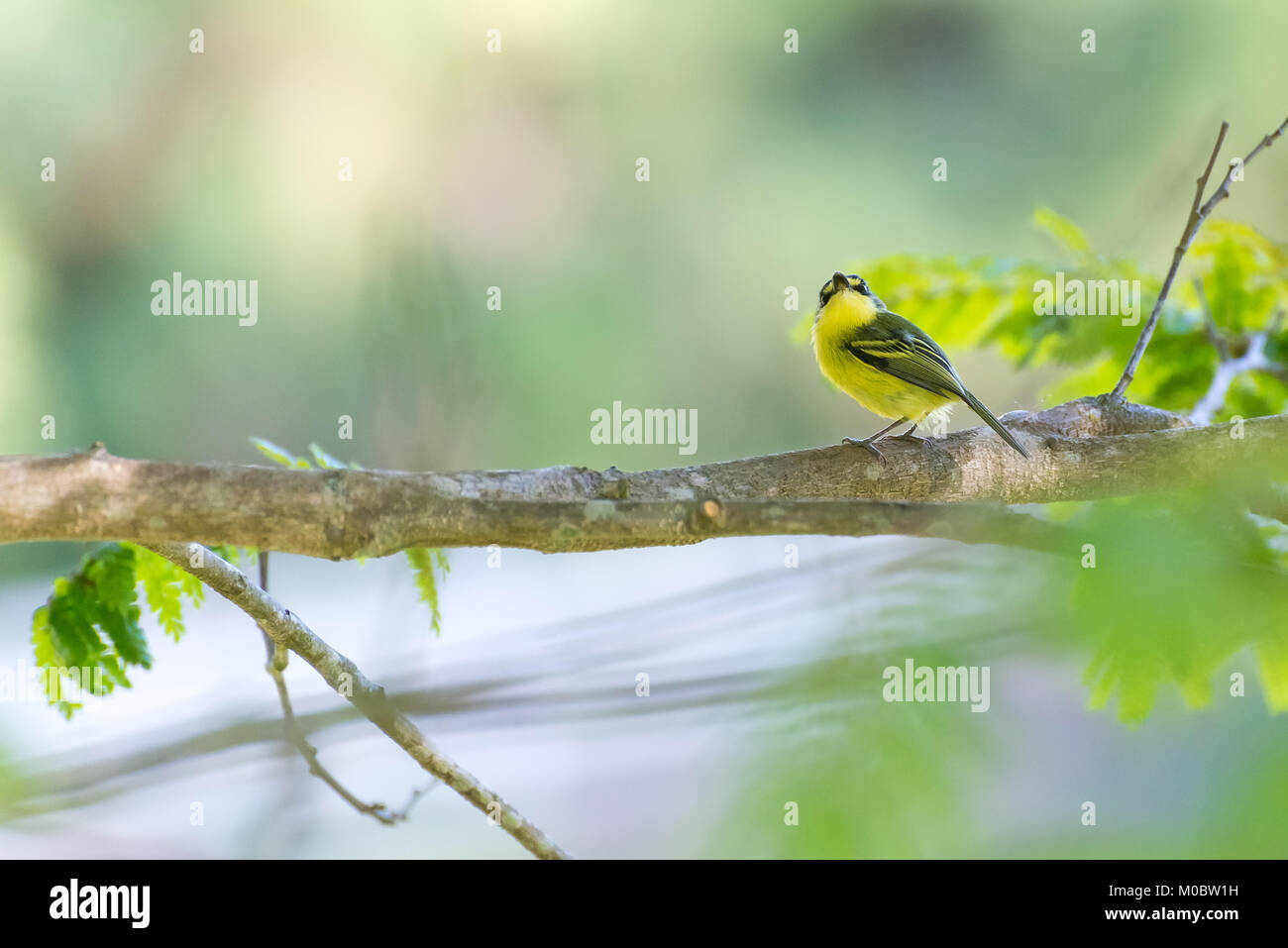Close up of yellow-lored tody-huppé oiseau perché dans la nature Banque D'Images