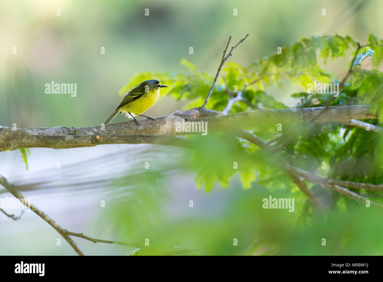 Todier à tête grise moucherolle à poser sur une branche d'arbre dans la nature Banque D'Images