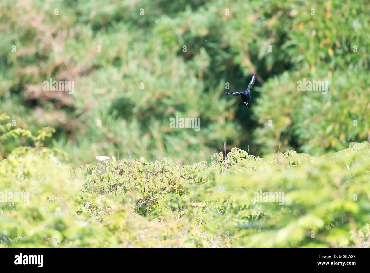 Le tyran noir oiseau en vol avec le fond de ciel Banque D'Images