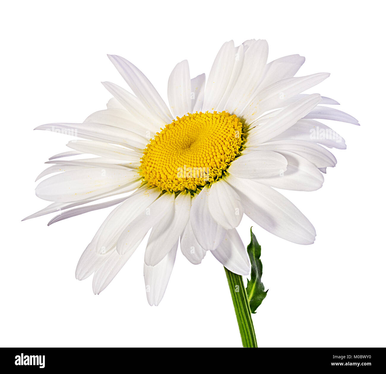 Camomille flower isolated with clipping path Banque D'Images Camomille flower isolated with clipping path Banque D'Images