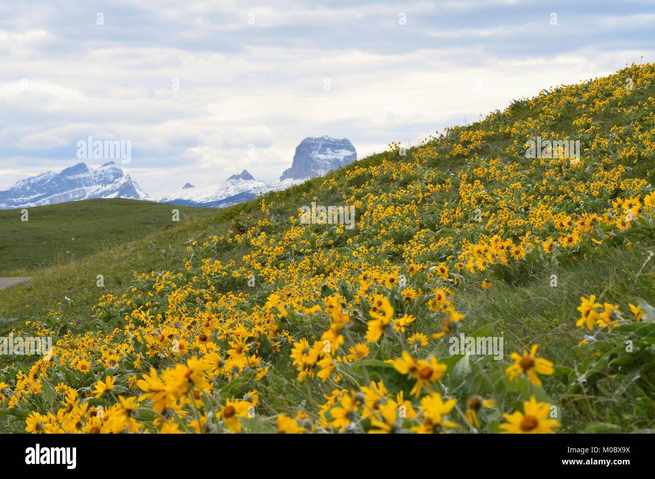 Chief Mountain, qui fait partie de la gamme des montagnes Rocheuses, est la toile de fond pour une magnifique colline couverte de fleurs marguerite jaune vif Banque D'Images