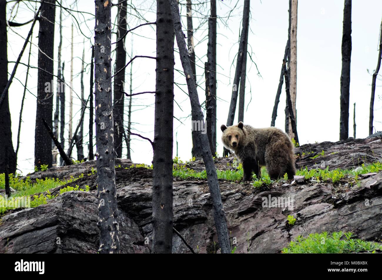 Un grand grizzli cherche de la nourriture en itinérance à travers, où un incendie de forêt avait eu lieu quatre semaines avant. La végétation verte commence à croître. Banque D'Images