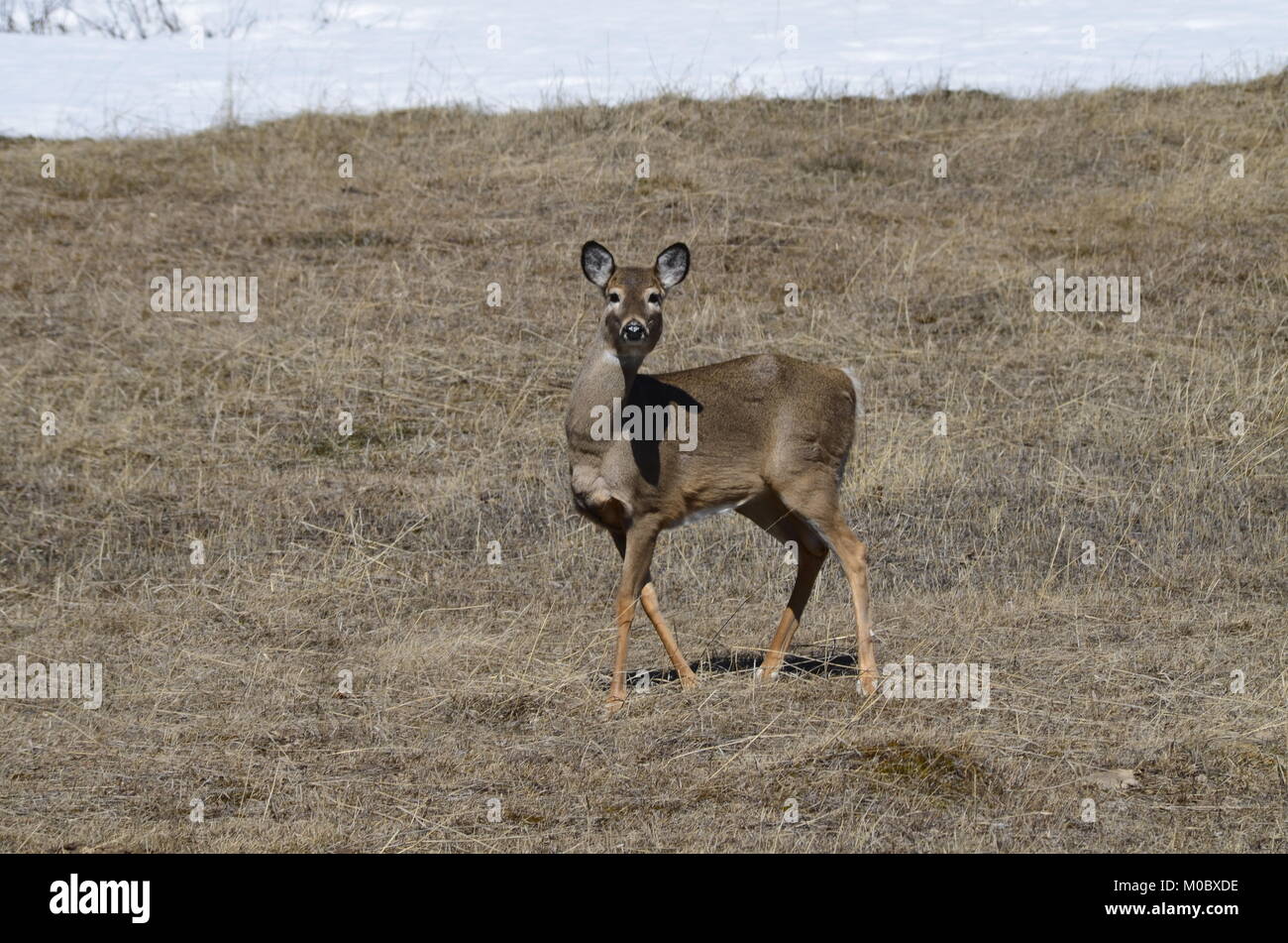 Une jeune femme deer se trouve dans un champ d'herbe brune ayant un regard tordu autour Banque D'Images