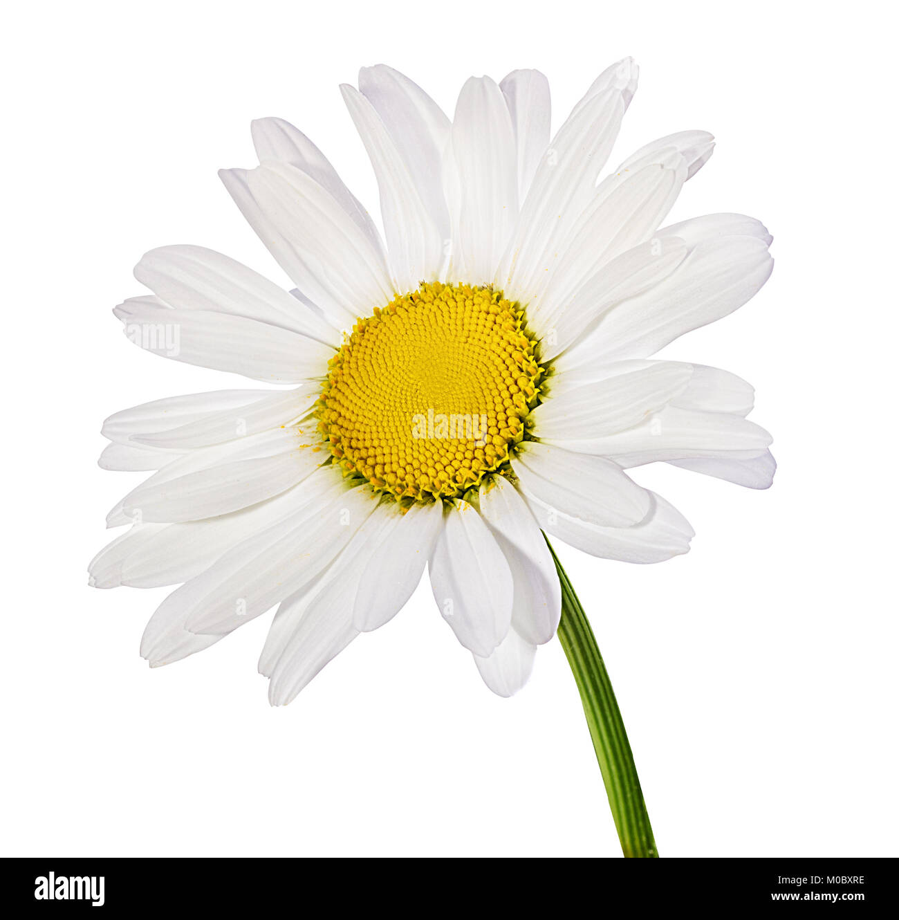 Camomille flower isolated with clipping path Banque D'Images Camomille flower isolated with clipping path Banque D'Images