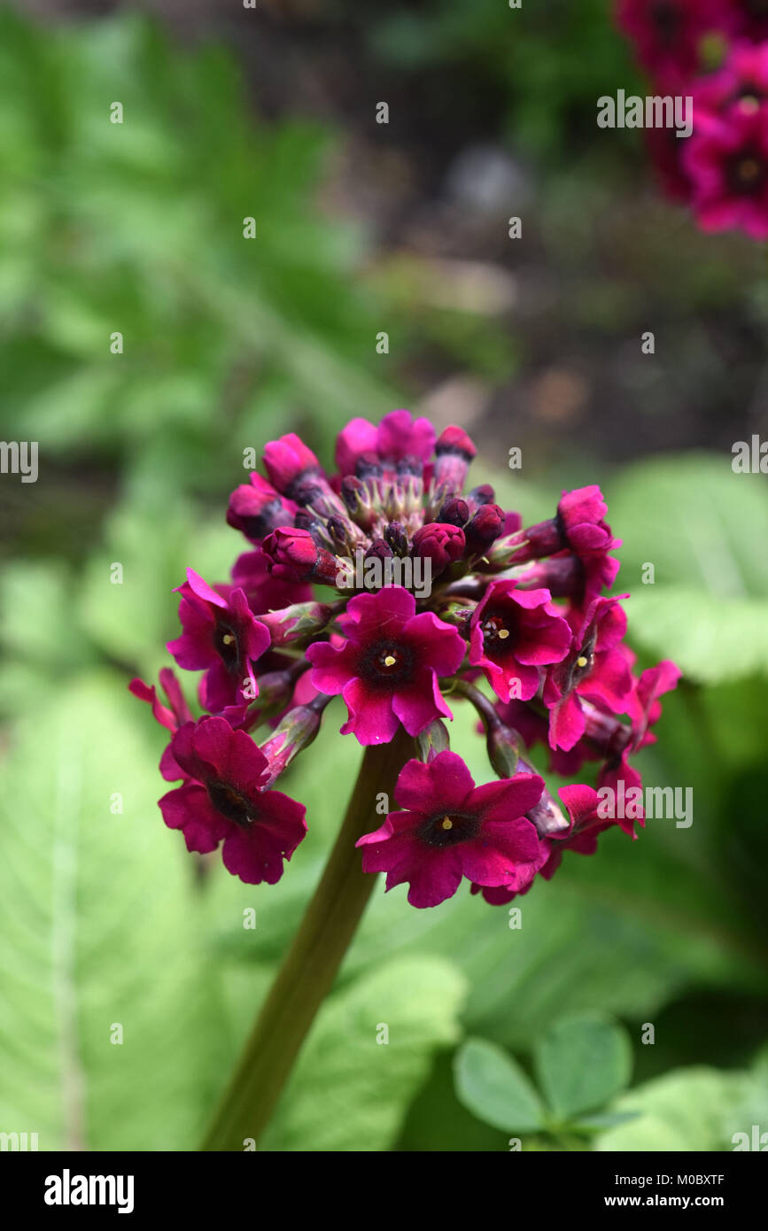 Candelabra Primula japonica Miller crimson Banque D'Images