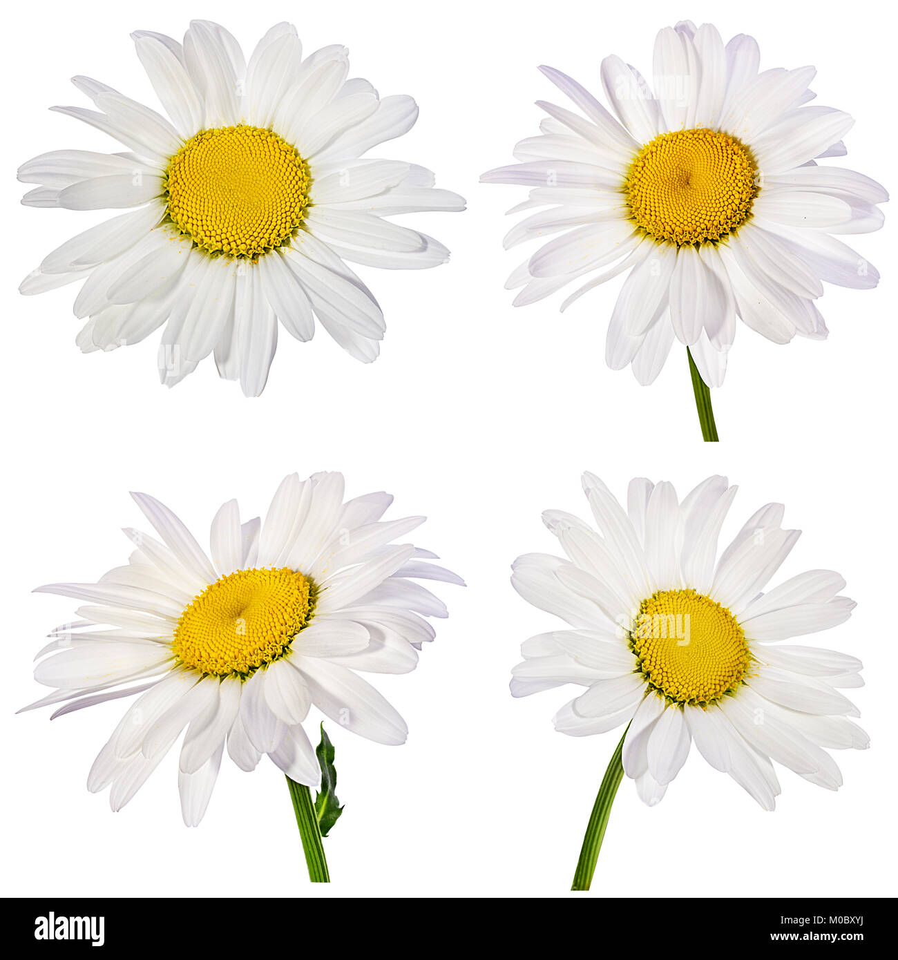 Camomille flower isolated with clipping path Banque D'Images Camomille flower isolated with clipping path Banque D'Images
